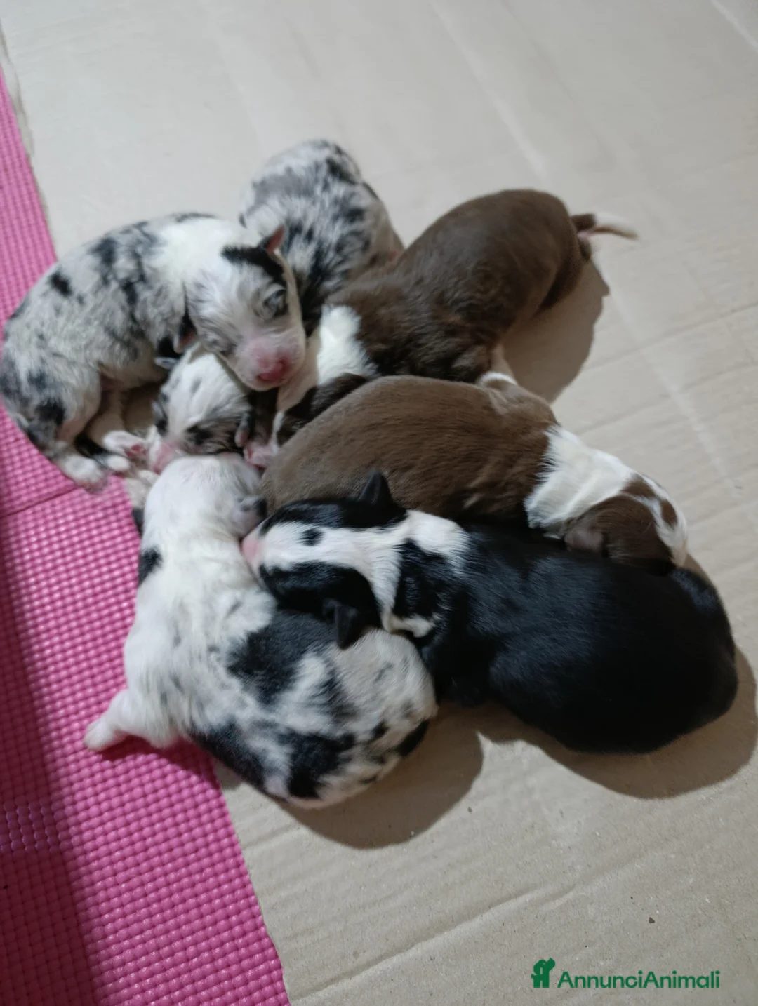 Border Collie cani in vendita: Cuccioli border collie  - Annuncio 1