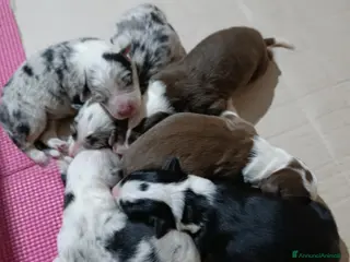 Border Collie cani Cuccioli border collie - Annuncio 4