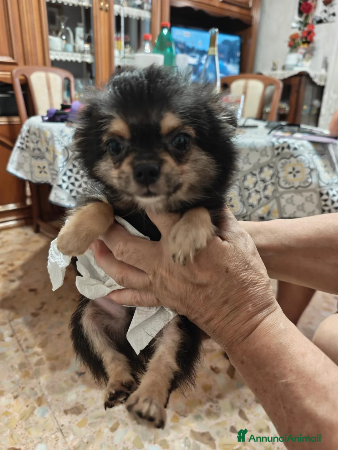 Chihuahua cani in vendita: Chihuahua - Annuncio 3