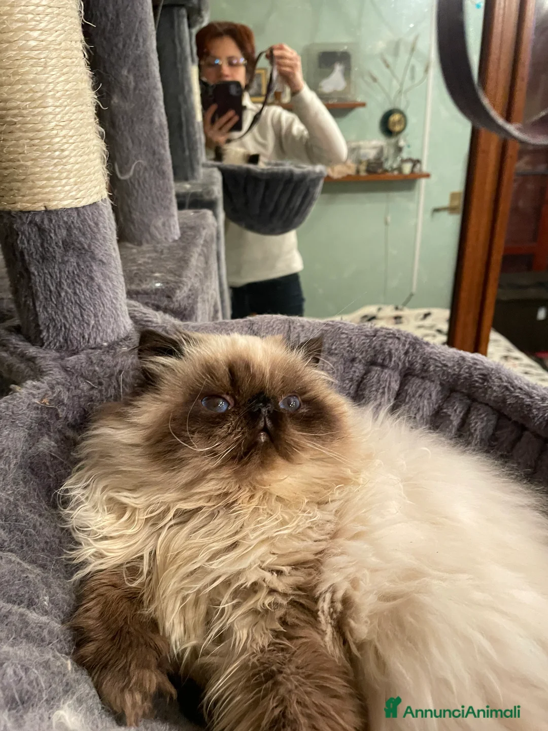 Persiano gatti in vendita: gatto persiano color point himalaiano - Annuncio 2