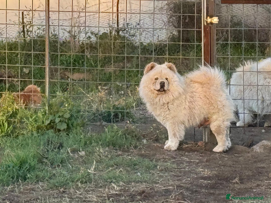 Chow Chow cani in vendita: Chow chow  a Città metropolitana di Catania - Immagine 8