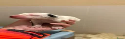Dalmata cani in vendita: Cuccioli di dalmata a Provincia di Campobasso - Annuncio 4