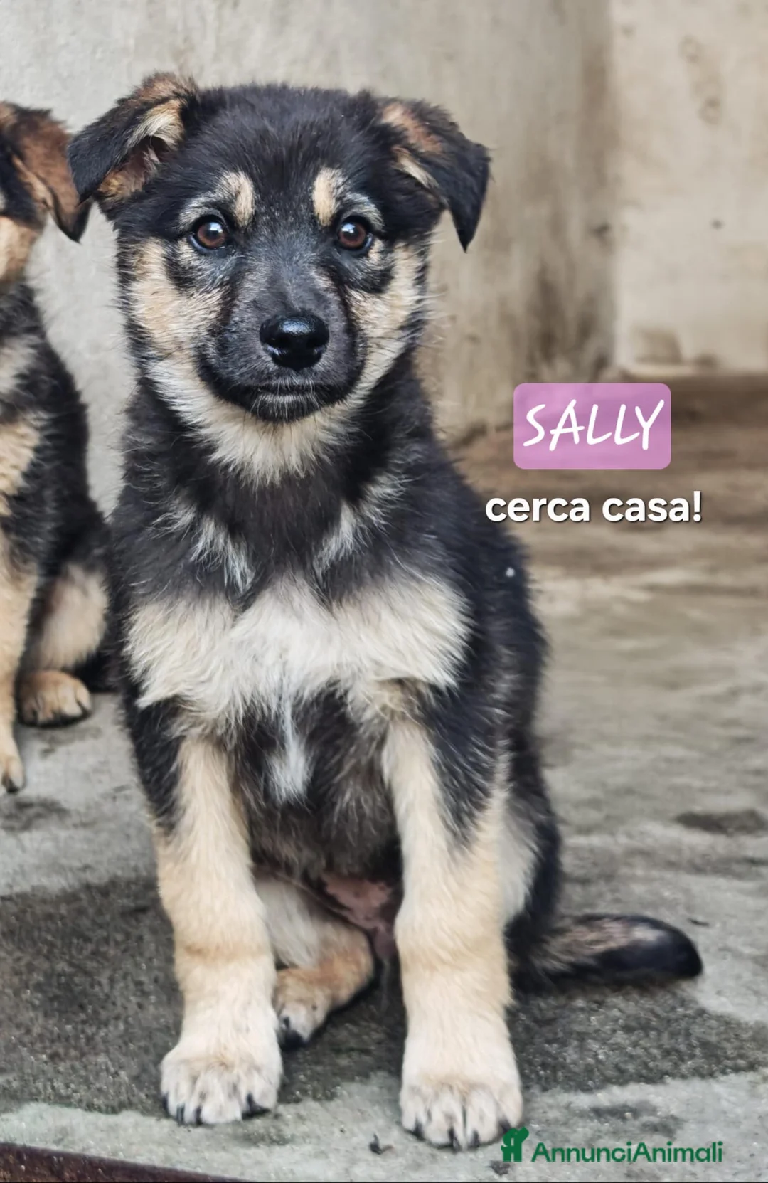 Meticcio cani in regalo: SALLY 🩷 - cucciola futura taglia media cerca 🏡  - Annuncio 5