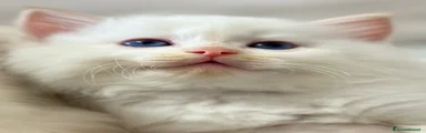 Ragdoll Gattino 2