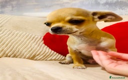 Chihuahua cani in vendita: Maschietto pedigree Enci/Fci RIMBORSO SPESE a Città metropolitana di Roma Capitale - Immagine 6