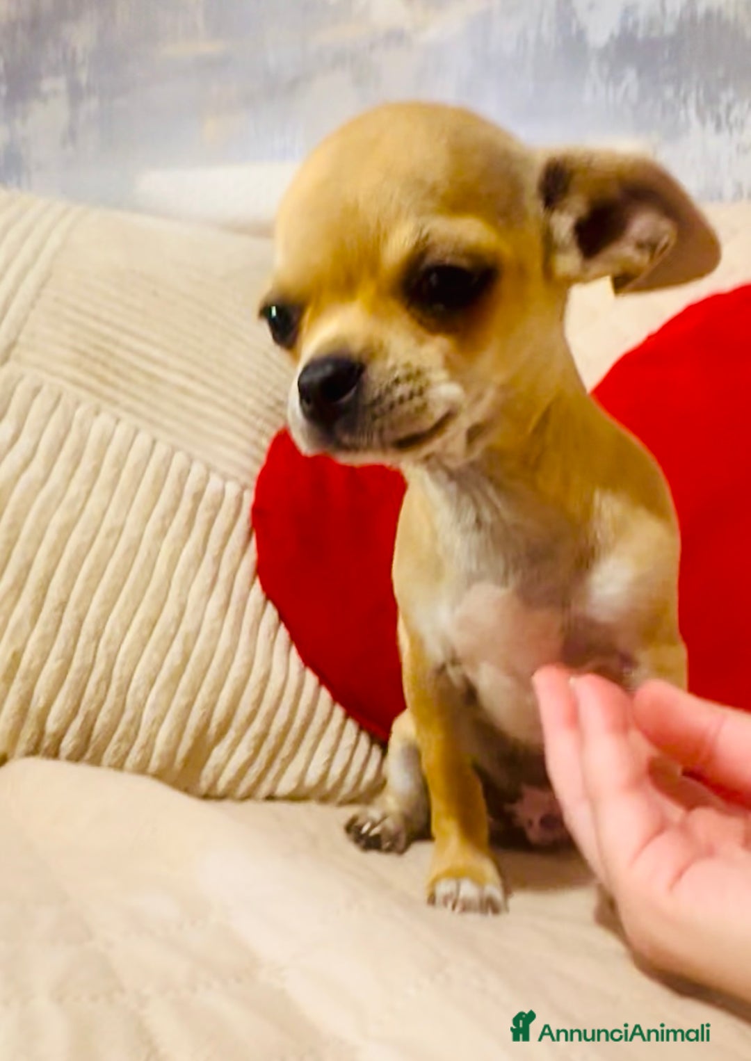 Chihuahua cani in vendita: Maschietto pedigree Enci/Fci RIMBORSO SPESE a Città metropolitana di Roma Capitale - Immagine 6