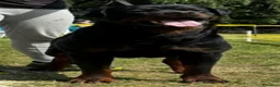 Rottweiler cani per accoppiamento: Rottweiler per monta - Annuncio 35