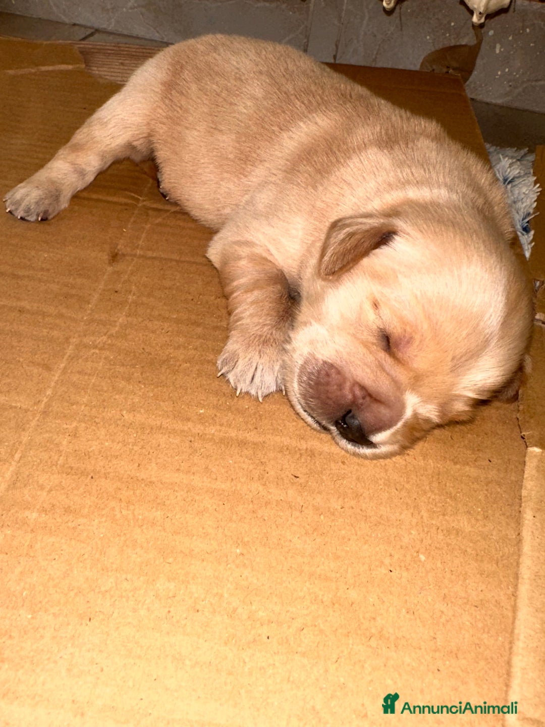 Golden Retriever cani in vendita: Golden retriver americano  - Annuncio 3