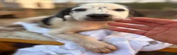 Meticcio cani in regalo: Mia 2mesi e 1/2 tg media futura SOS CASA SICILIA - Annuncio 5