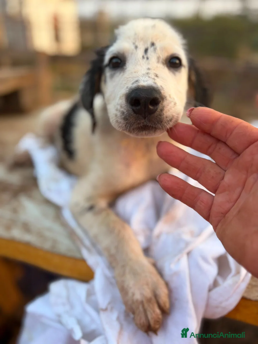 Meticcio cani in regalo: Mia 2mesi e 1/2 tg media futura SOS CASA SICILIA - Annuncio 5