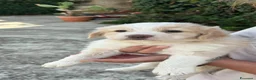 Meticcio cani in regalo: Deliziosi cuccioli cercano casa a Città metropolitana di Palermo - Annuncio 8