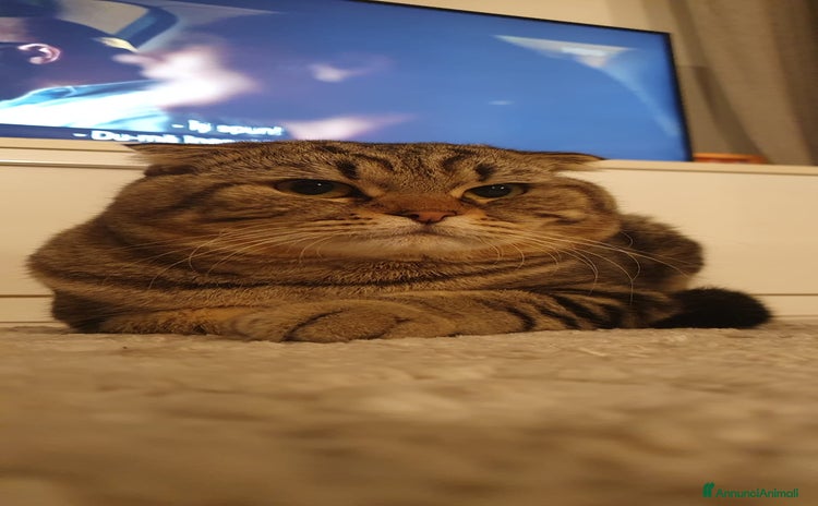 British gatti - Annuncio 4