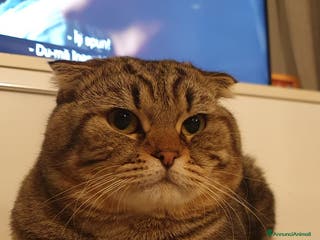 British gatti per accoppiamento: Gatto per accoppiamento - Annuncio 3