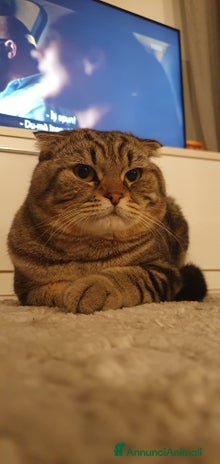 British gatti Gatto per accoppiamento - Annuncio 10