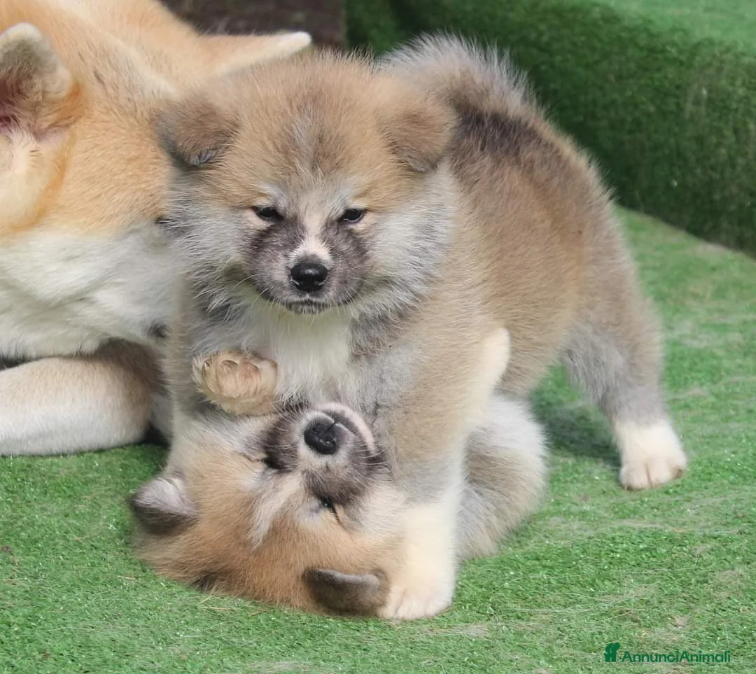 Akita Inu cani in vendita: Cuccioli di AKITA da allevamento ENCI  - Annuncio 3