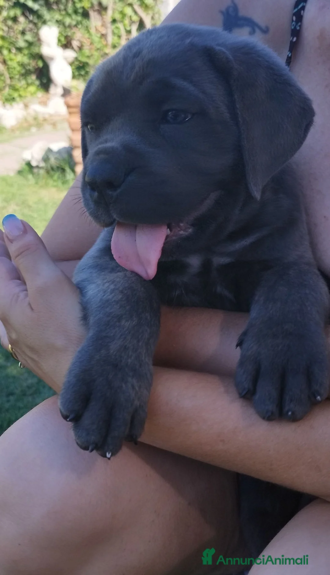 Cane Corso cani in vendita: Cuccioli di cane corso  - Annuncio 1