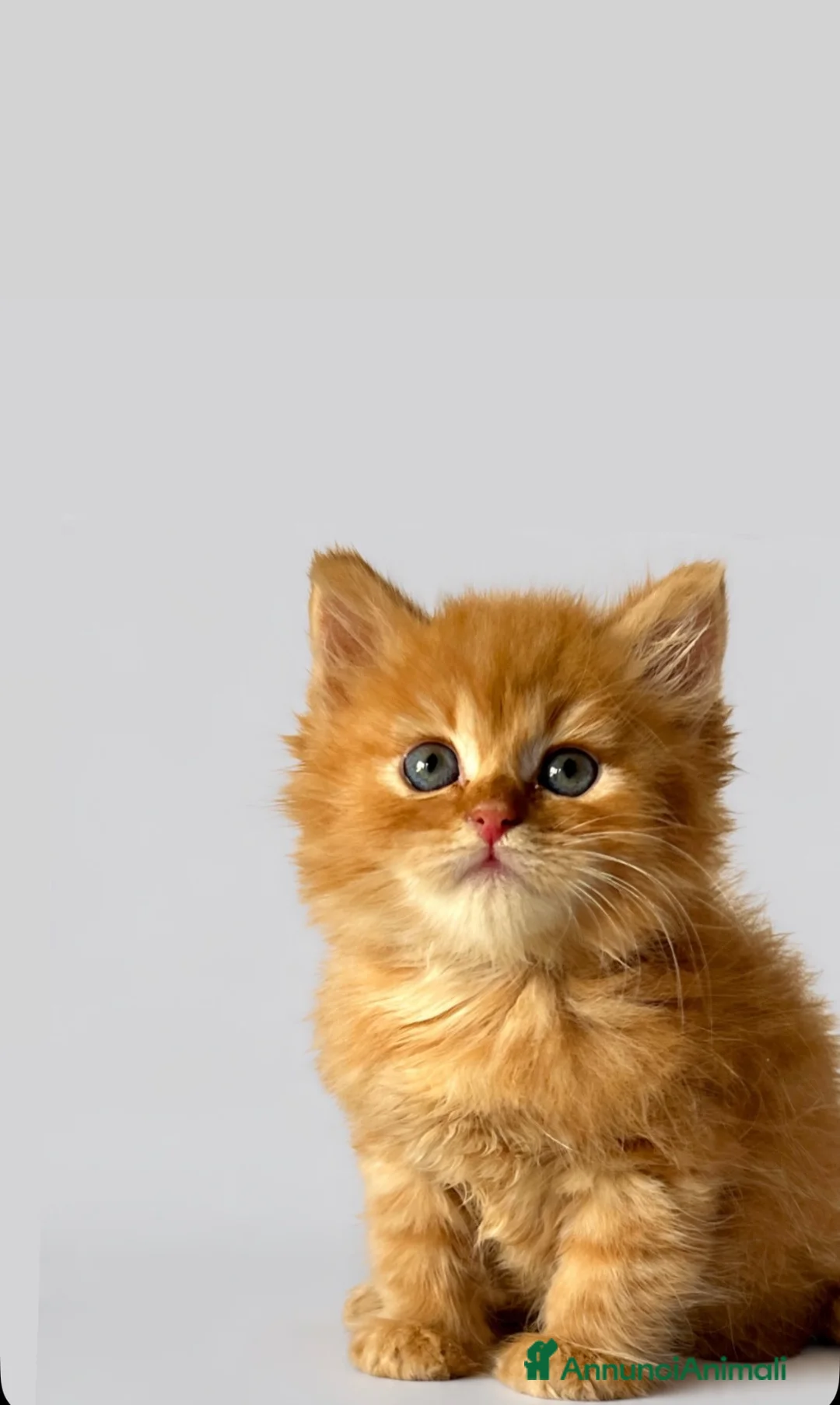 Siberiano gatti in vendita: Cuccioli di gatto Siberiano con pedigree Anfi - Annuncio 1