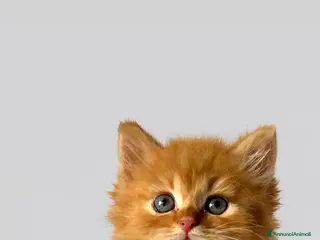 Siberiano gatti Cuccioli di gatto Siberiano con pedigree Anfi - Annuncio 33