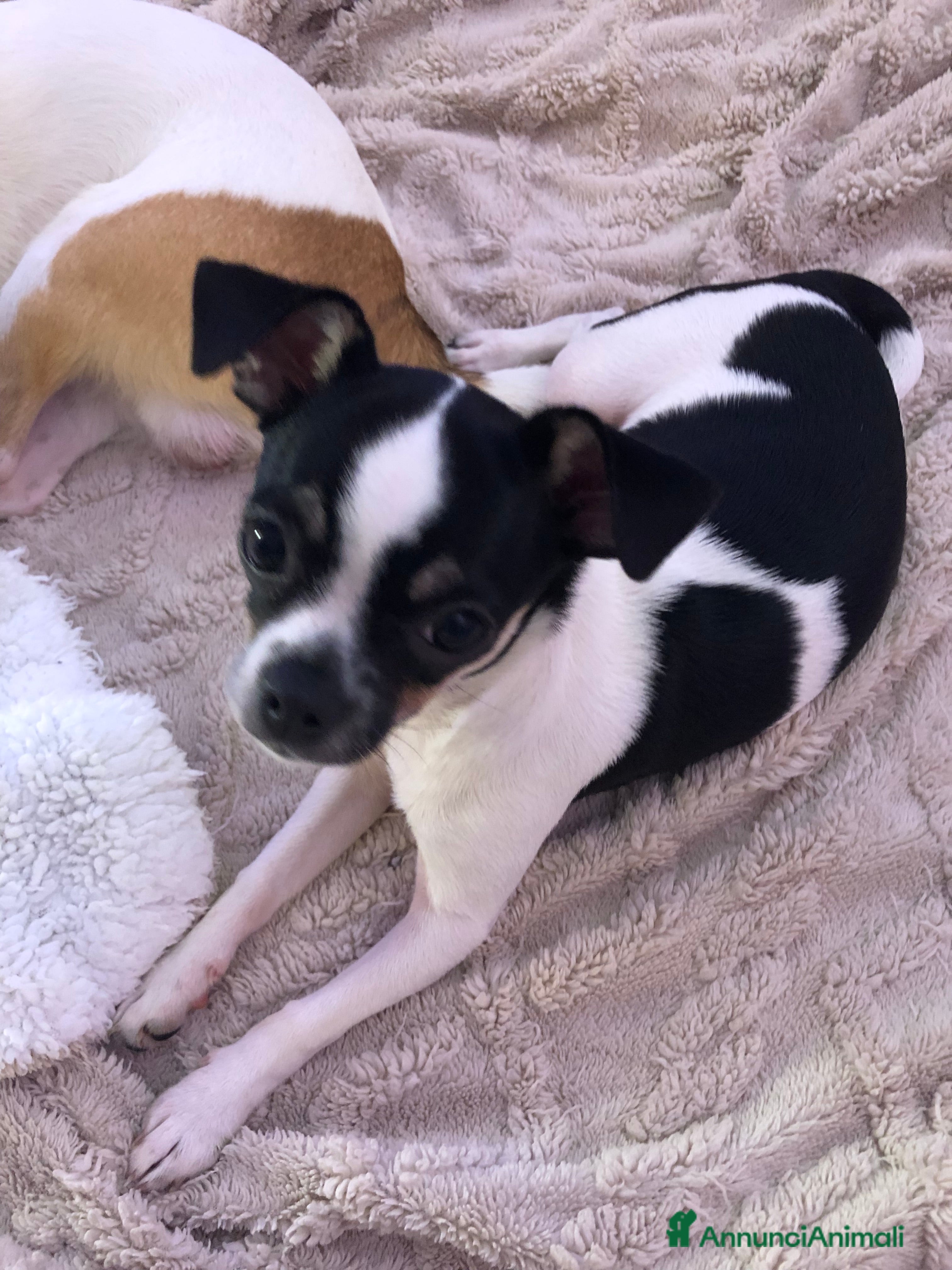 Chihuahua cani Chihuahua  - Annuncio 2