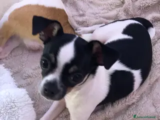 Chihuahua cani Chihuahua - Annuncio 2