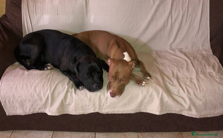 Pitbull cani a Provincia di Modena - Annuncio 8