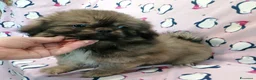 Tibetan Spaniel cani in vendita: Tibetan Spaniel cuccioli - Annuncio 4
