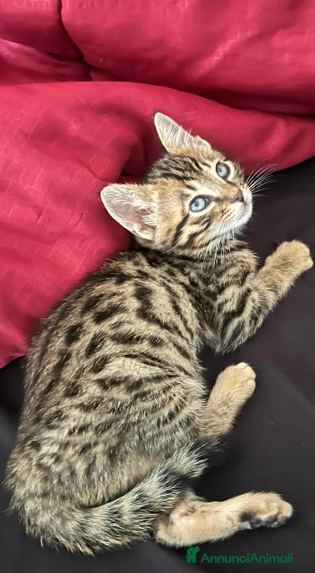 Savannah gatti in vendita: 3 cuccioli  - Annuncio 1