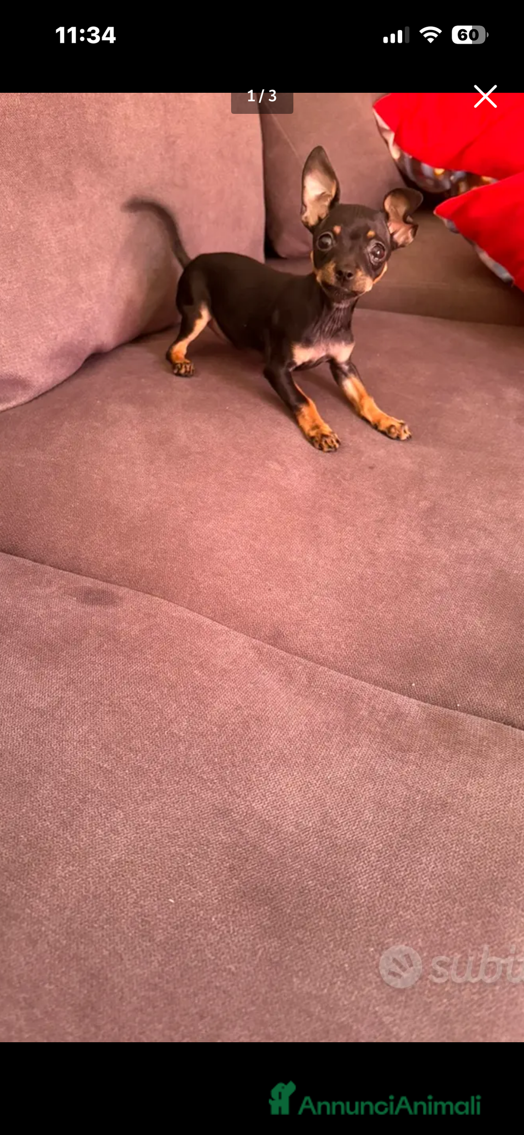 Pinscher Miniatura cani in vendita: Pincher toy - Annuncio 3