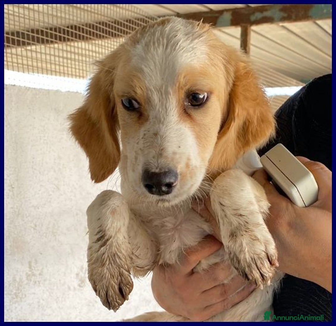 Meticcio cani in regalo: MIAMI abbandonato... tg mediopicc. - Annuncio 3