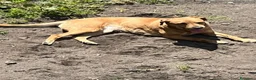 Meticcio cani in regalo: Regalo meticcio  a Città metropolitana di Catania - Annuncio 1