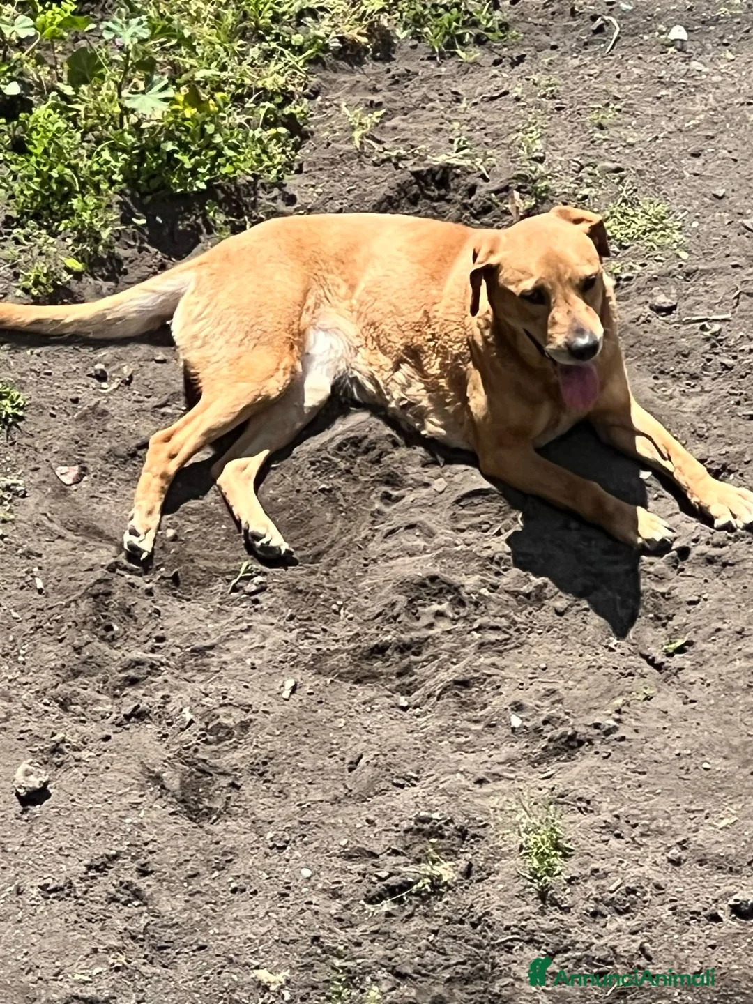 Meticcio cani in regalo: Regalo meticcio  a Città metropolitana di Catania - Annuncio 1
