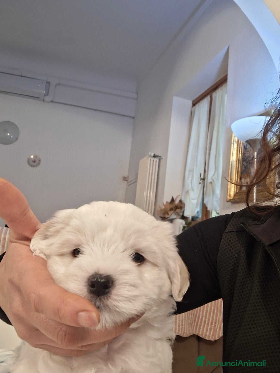 Meticcio cani in vendita: Maltipoo - Annuncio 3