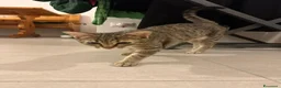 Altre razze gatti in regalo: GATTINE DATE VIA DALLA LORO FAMIGLIA  a Provincia di Pistoia - Annuncio 5