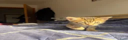 Altre razze gatti in regalo: Regaliamo 2 gattini fratelli  - Annuncio 3