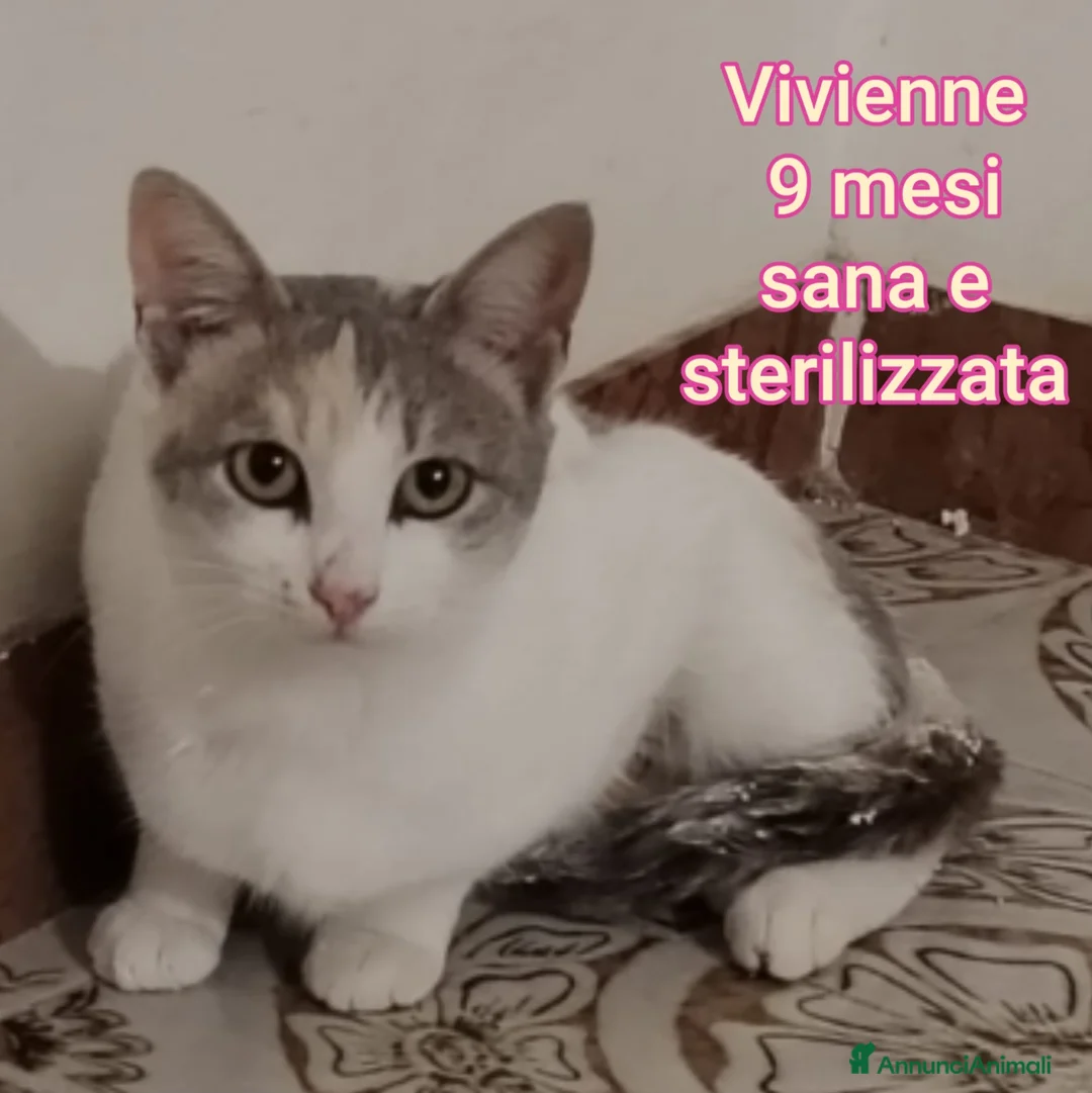 Altre razze gatti in regalo: SERVONO ADOZIONI PER SALVARLI  a Provincia di Modena - Annuncio 5