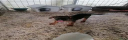 Meticcio cani in regalo: Fiorella, cucciola in canile - Annuncio 4