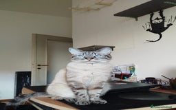 Siamese gatti in vendita: Gattini siamesi tabby  a Città metropolitana di Milano - Immagine 2
