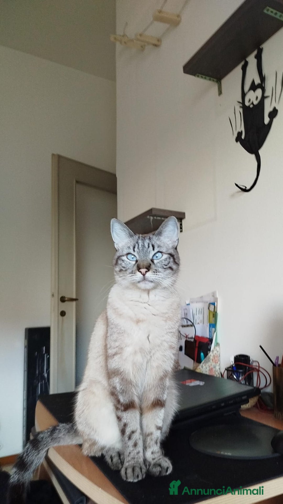 Siamese gatti in vendita: Gattini siamesi tabby  a Città metropolitana di Milano - Immagine 2
