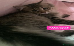 Siberiano gatti in vendita: Vendesi gattini Siberiani  - Immagine 9