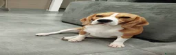 Beagle cani in vendita: Beagle femmina a Città metropolitana di Roma Capitale - Annuncio 7