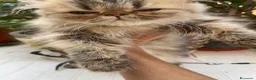 Persiano gatti in vendita: gatta persiana cucciola persiana golden shaded - Annuncio 30