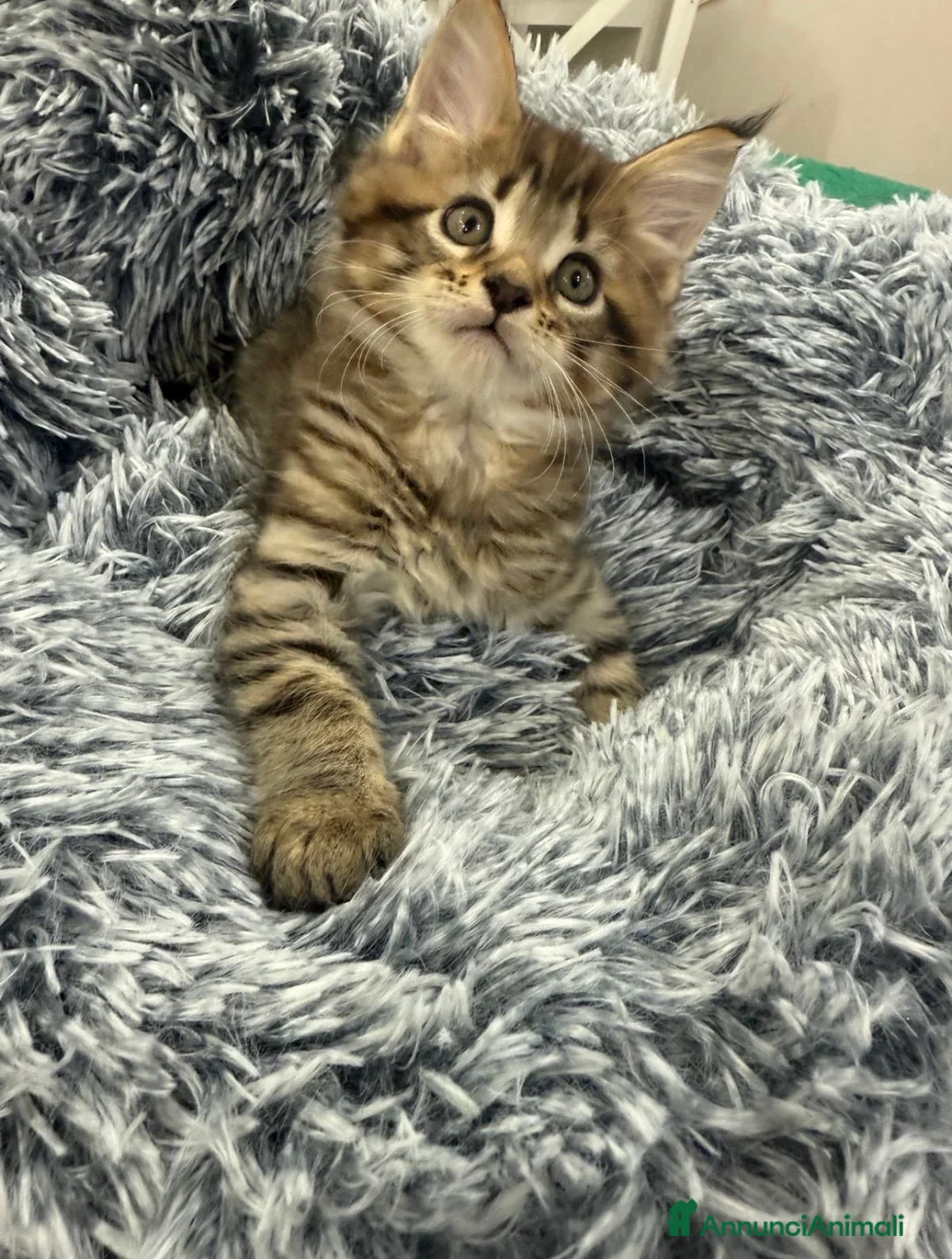 Maine Coon gatti in vendita: Maine Coon bellissimi - Annuncio 5