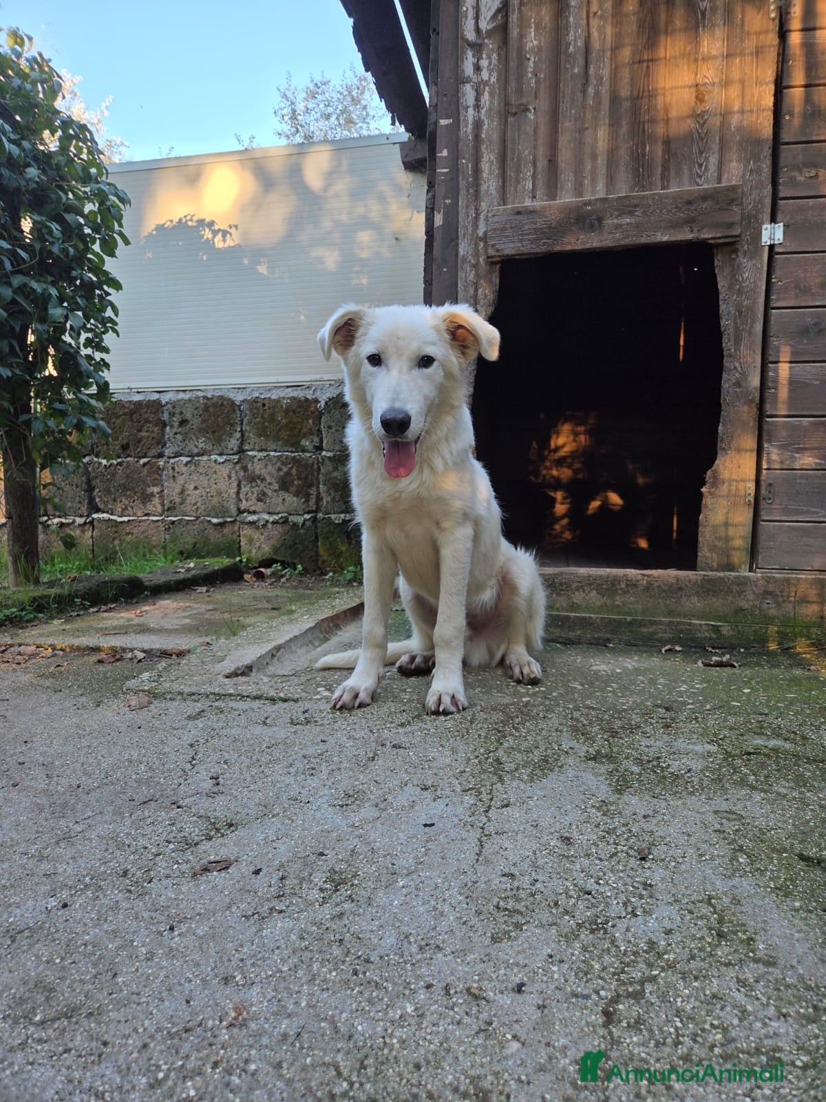 Pastore Maremmano cani Dolcissimo diego - Annuncio 13