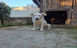 Pastore Maremmano cani in regalo: Dolcissimo diego - Immagine 1