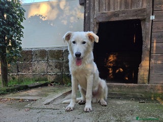 Pastore Maremmano cani Dolcissimo diego - Annuncio 6