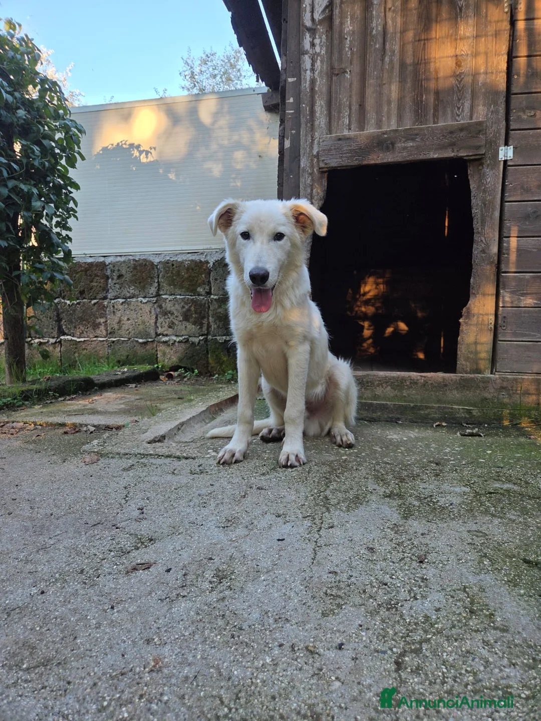 Pastore Maremmano cani in regalo: Dolcissimo diego - Annuncio 1