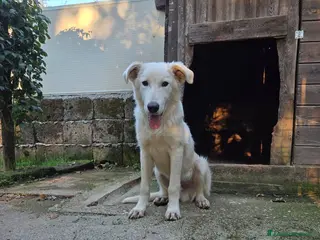 Pastore Maremmano cani Dolcissimo diego - Annuncio 6