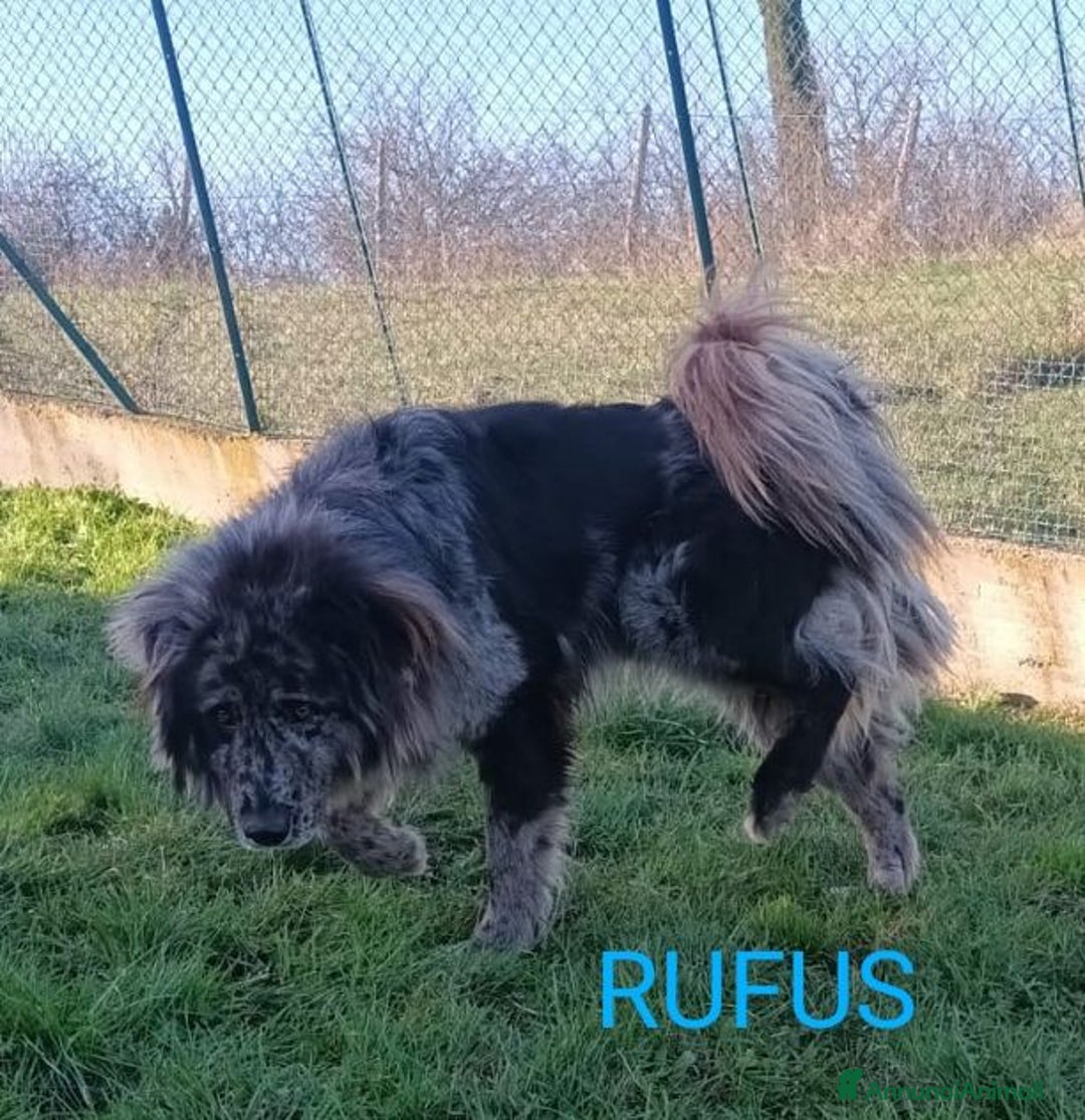 Meticcio cani in regalo: Fantastico RUFUS - 4anni - tg grande - Annuncio 3