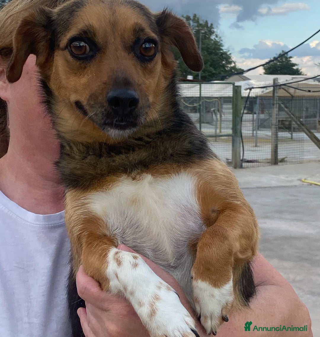 Meticcio cani in regalo: MEMOLE taglia piccola 4 anni cerca adozione a Provincia di Latina - Annuncio 6