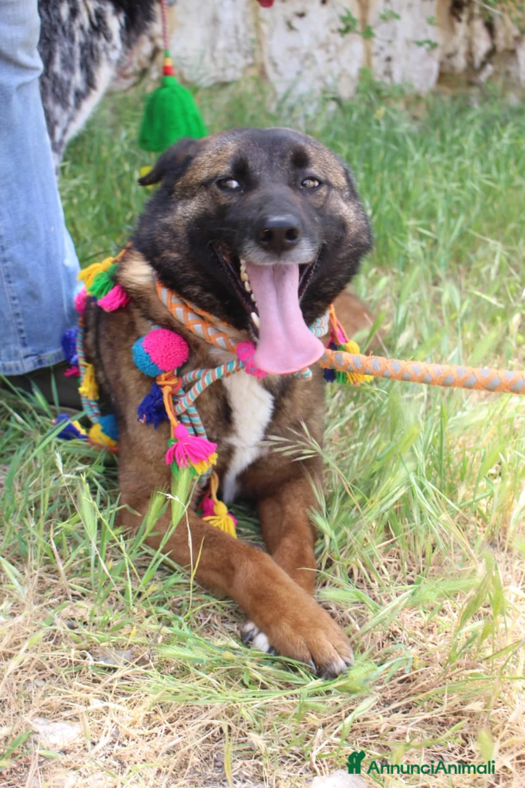 Pastore del Caucaso cani in regalo: Splendida simil Pastore del Caucaso - CARRIE - Annuncio 13